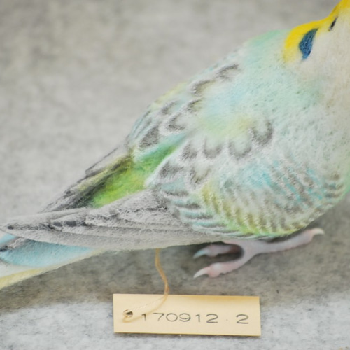 セキセイインコ レインボー エメラルド オス 1709122 羊毛フェルト
