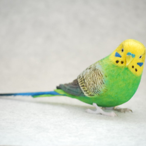 セキセイインコ 原種 オス 1709072 羊毛フェルト Primary Color Craft