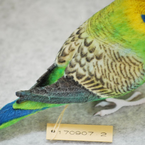 セキセイインコ 原種 オス 1709072 羊毛フェルト Primary Color Craft