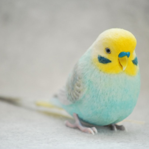 セキセイインコ レインボー エメラルド オス 1709094 羊毛フェルト