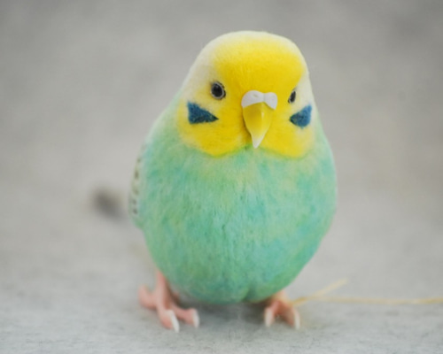 セキセイインコ レインボー エメラルド メス 1709091 羊毛フェルト