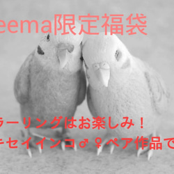 【2019年福袋(Creema限定)】セキセイインコ♂♀ペア 2枚目の画像