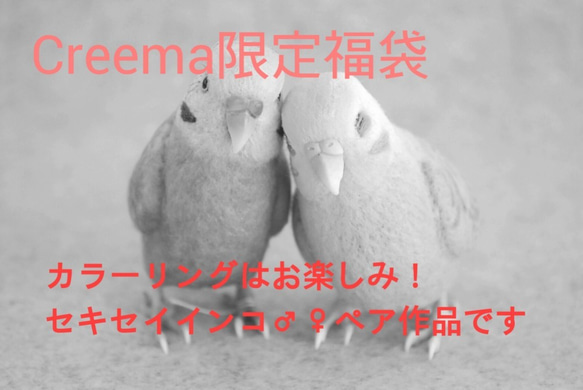 【2019年福袋(Creema限定)】セキセイインコ♂♀ペア 2枚目の画像