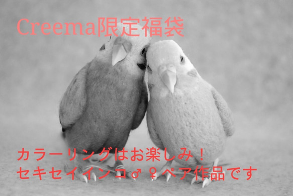 【2019年福袋(Creema限定)】セキセイインコ♂♀ペア 3枚目の画像