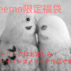 【2019年福袋(Creema限定)】セキセイインコ♂♀ペア 4枚目の画像