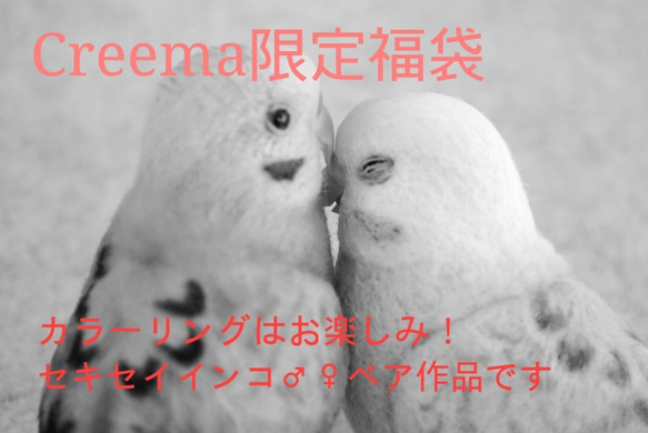 【2019年福袋(Creema限定)】セキセイインコ♂♀ペア 4枚目の画像