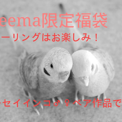 【2019年福袋(Creema限定)】セキセイインコ♂♀ペア 5枚目の画像