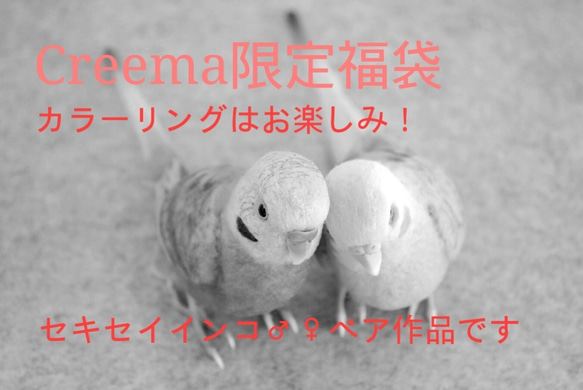 【2019年福袋(Creema限定)】セキセイインコ♂♀ペア 5枚目の画像