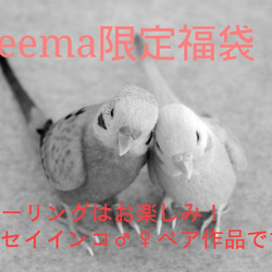 【2019年福袋(Creema限定)】セキセイインコ♂♀ペア 6枚目の画像