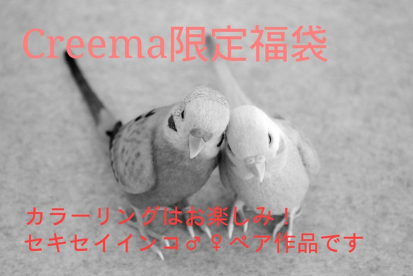【2019年福袋(Creema限定)】セキセイインコ♂♀ペア 6枚目の画像