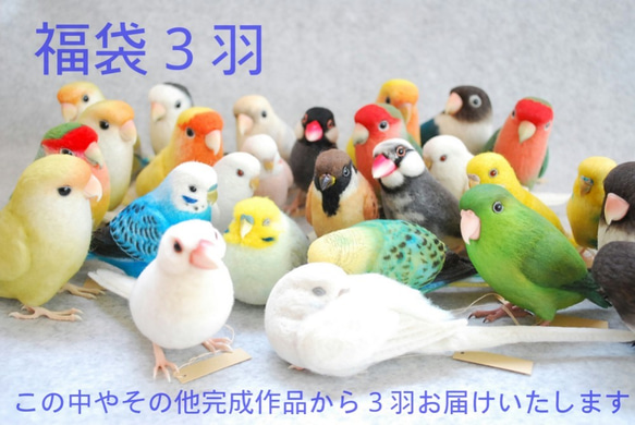 2019年福袋　お楽しみ３羽　セキセイインコ　コザクラインコ　ボタンインコ　文鳥　その他完成作品 1枚目の画像