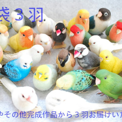 2019年福袋　お楽しみ３羽　セキセイインコ　コザクラインコ　ボタンインコ　文鳥　その他完成作品 2枚目の画像