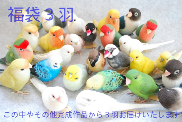 2019年福袋　お楽しみ３羽　セキセイインコ　コザクラインコ　ボタンインコ　文鳥　その他完成作品 2枚目の画像