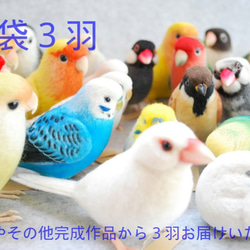 2019年福袋　お楽しみ３羽　セキセイインコ　コザクラインコ　ボタンインコ　文鳥　その他完成作品 4枚目の画像