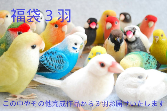 2019年福袋　お楽しみ３羽　セキセイインコ　コザクラインコ　ボタンインコ　文鳥　その他完成作品 4枚目の画像