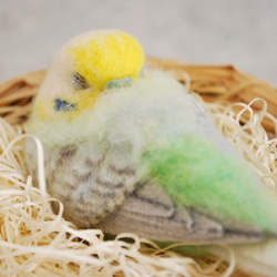 Nap budgerigar彩虹男1605076 第5張的照片