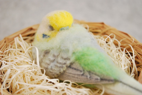 お昼寝　セキセイインコ　レインボー　オス　1605076 5枚目の画像