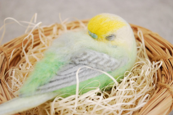 Nap budgerigar彩虹男1605076 第6張的照片