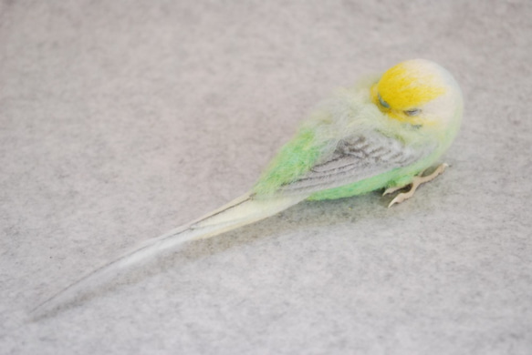 お昼寝　セキセイインコ　レインボー　オス　1605076 7枚目の画像