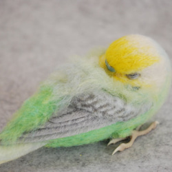 お昼寝　セキセイインコ　レインボー　オス　1605076 8枚目の画像