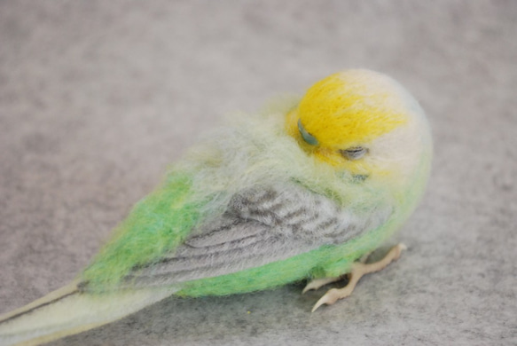 お昼寝　セキセイインコ　レインボー　オス　1605076 8枚目の画像