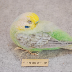 Nap budgerigar彩虹男1605076 第10張的照片