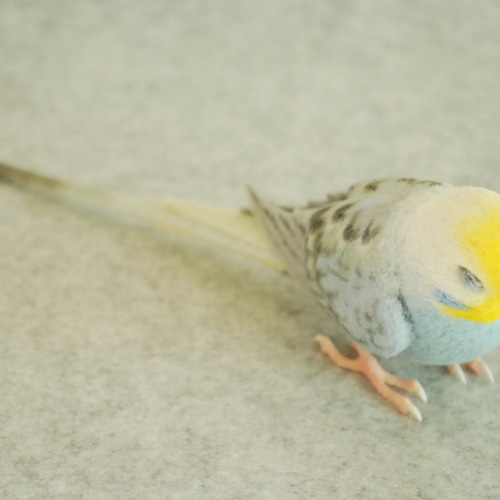 レインボー水色 メス 1702161 セキセイインコ 羊毛フェルト