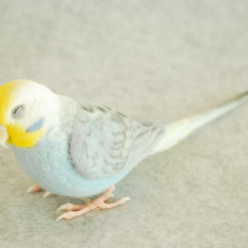 レインボー水色 メス 1702161 セキセイインコ 羊毛フェルト Primary