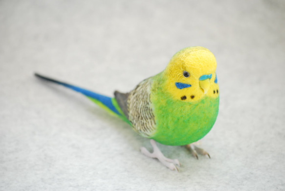 セキセイインコ　a⑥ 約1/2サイズセキセイ&オカメインコ | TinyBooBoo