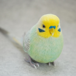 オカメインコ ノーマル オス 1707201 羊毛フェルト Primary Color