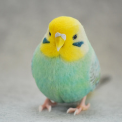 セキセイインコ 原種 オス 1709072 羊毛フェルト Primary Color Craft