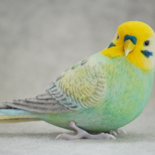 セキセイインコ レインボー エメラルド オス 1709152 羊毛フェルト