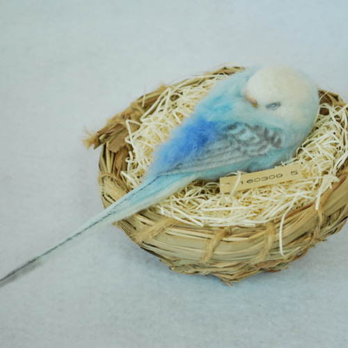 金運インコ 幸運を呼ぶ！金のインコさんセット（オカメインコさん・セキセイインコ