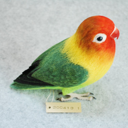 ルリゴシボタンインコ　2004131 9枚目の画像