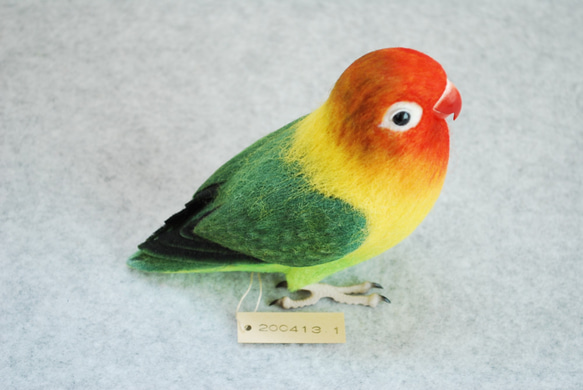 ルリゴシボタンインコ　2004131 9枚目の画像