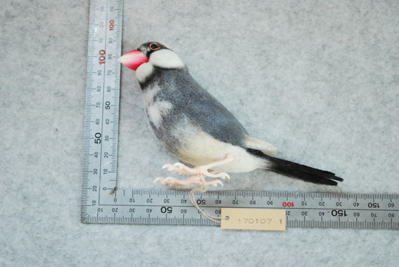 文鳥　1701071　サクラブンチョウ 10枚目の画像