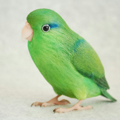 マメルリハ オス 1811103 羊毛フェルト Primary Color Craft 通販