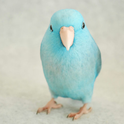 オカメインコ ノーマル オス 1707201 羊毛フェルト Primary Color