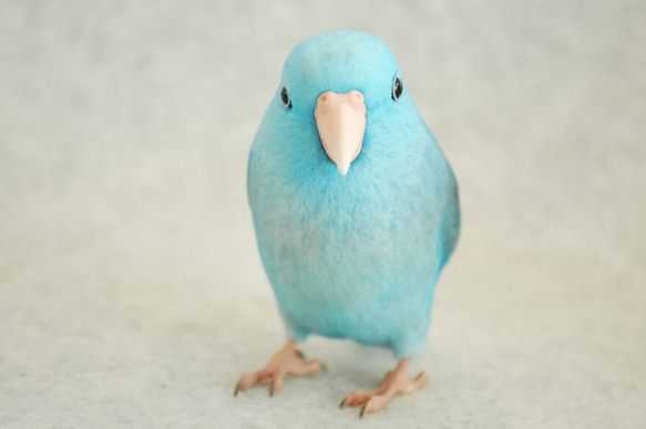 羊毛フェルト お花畑と大きなひまわりにマメルリハちゃん 夏飾り インコ 0_78c98ef2a4dc6a85f1b7c56e425a