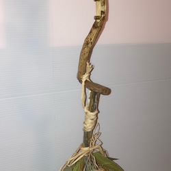 クヌギの枝で作ったＳ字フック　方 4枚目の画像