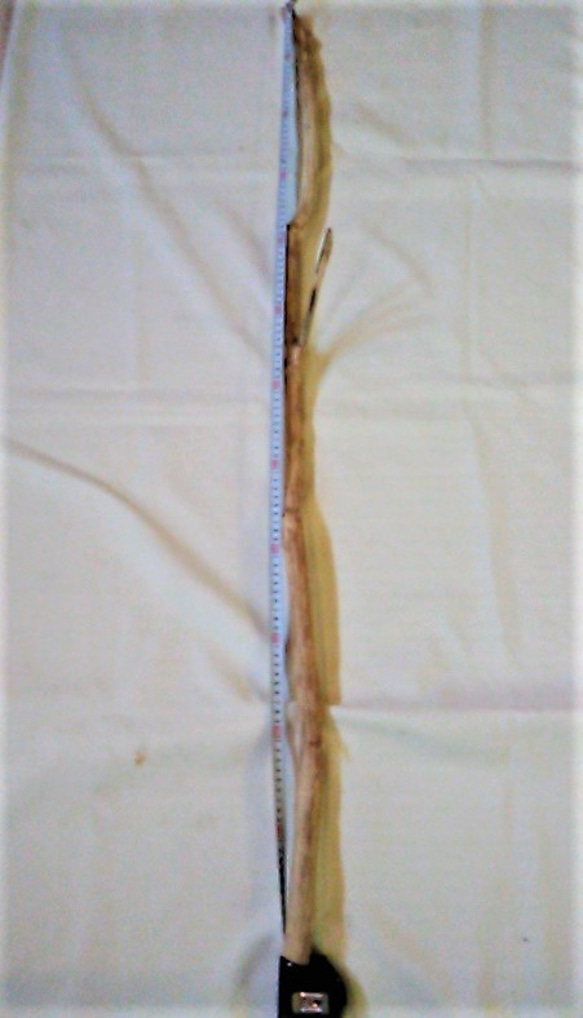 枝　120ｃｍ×π2.5ｃｍ　1本 1枚目の画像