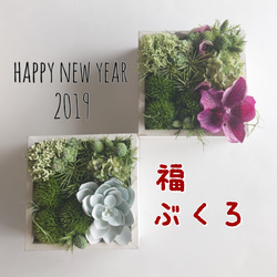 「2019年福袋（creema限定）」多肉植物グリーンフレームアレンジメント2点セット 1枚目の画像