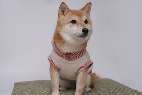 tokkuriフードパーカー 生成り×赤ストライプ　犬　服　ドッグウェア　【SS〜M】 2枚目の画像