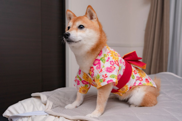 浴衣　ひまわり（白）　【3S〜3L/ダックス/フレブル】 8枚目の画像