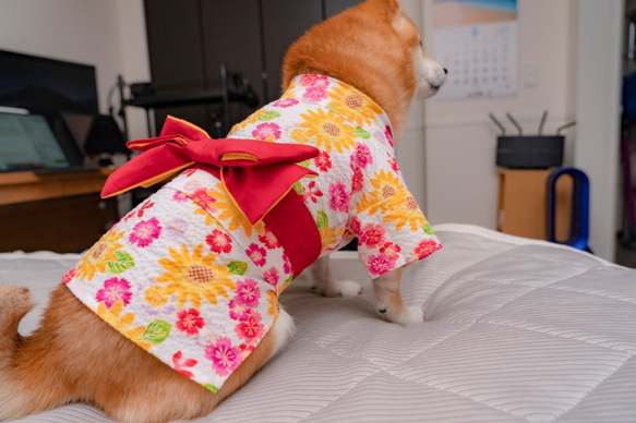 浴衣　ひまわり（白）　【3S〜3L/ダックス/フレブル】 9枚目の画像