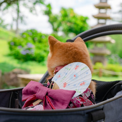 浴衣　さくら（黒）　【3S〜3L/ダックス/フレブル】 9枚目の画像