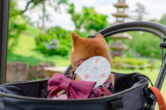 浴衣　さくら（黒）　【3S〜3L/ダックス/フレブル】 9枚目の画像