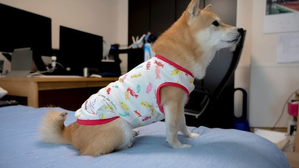 キャンディ柄　タンクトップ　犬　服　ドッグウェア　受注生産　【3S〜2L/ダックス/フレブル】　M〜２２００円 4枚目の画像