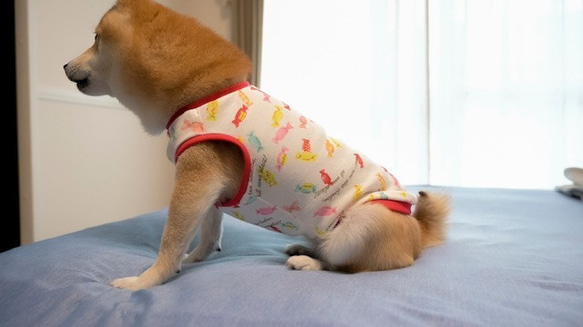 キャンディ柄　タンクトップ　犬　服　ドッグウェア　受注生産　【3S〜2L/ダックス/フレブル】　M〜２２００円 5枚目の画像