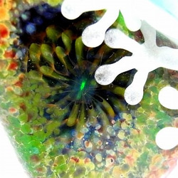 『 彩 いろどり 』【 kengtaro / ケンタロー 】 カエル ボロシリケイトガラス 職人 作家 蛙　一点もの 6枚目の画像